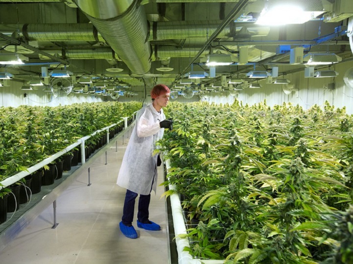 Aurora Cannabis Inc. Stock Likely to Encounter Selling Pressure