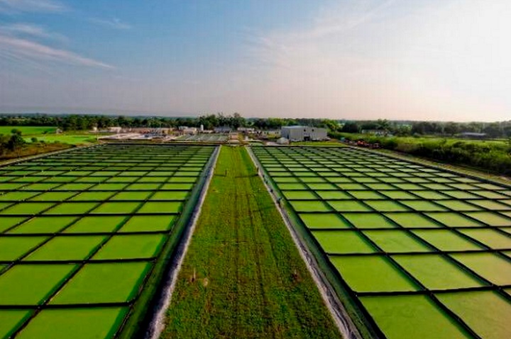 Exxon and Synthetic Genomics Develop Technique Which Could Lead to the Commercialization of Algae-Based Biofuels
