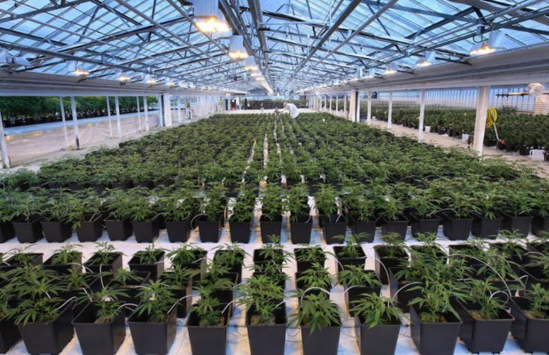Canadian Cannabis Producer Plans Gateway Into Europe With Greek Investment