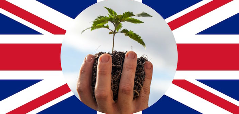 United Kingdom is World’s Top Legal Cannabis Producer: UN Report