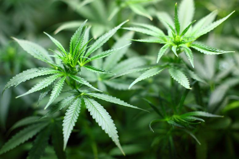 Aurora Cannabis is Listing on a Major US Exchange Soon