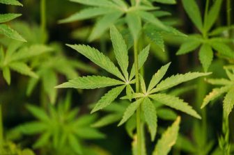 Cannabidiol (CBD) Market size is set to grow by USD 44.56 billion from 2024-2028, Legalization and regulatory changes with respect to cannabidiol to boost the market growth, Technavio